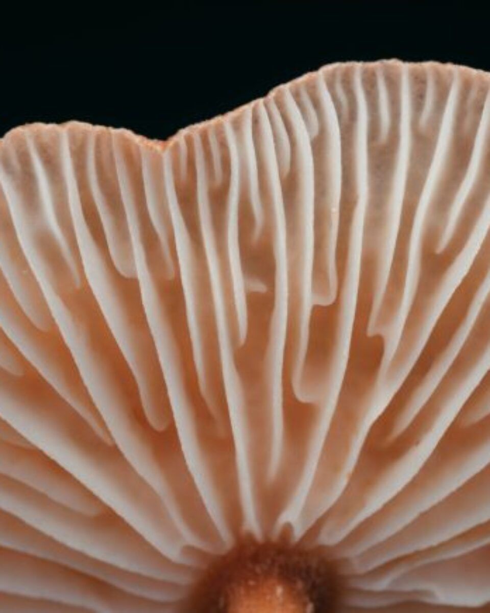 Znate li što je mushroom beauty i kakve veze gljive imaju s ljepotom?